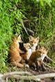 Red Fox Kits Playing Close To Their Den During Summer In Alaska Wall Mural