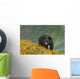 A Black Bear Foraging For Berries On A Hillside Wall Mural