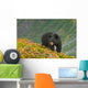 A Black Bear Foraging For Berries On A Hillside Wall Mural