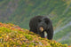 A Black Bear Foraging For Berries On A Hillside Wall Mural