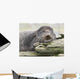Northern Fur Seal Bull Resting On Driftwood Wall Mural