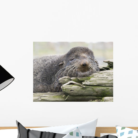 Northern Fur Seal Bull Resting On Driftwood Wall Mural