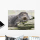Northern Fur Seal Bull Resting On Driftwood Wall Mural