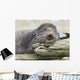 Northern Fur Seal Bull Resting On Driftwood Wall Mural