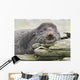 Northern Fur Seal Bull Resting On Driftwood Wall Mural