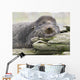 Northern Fur Seal Bull Resting On Driftwood Wall Mural