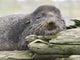 Northern Fur Seal Bull Resting On Driftwood Wall Mural