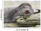 Northern Fur Seal Bull Resting On Driftwood Wall Mural