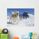 Sled Dog Team Standing Wall Mural