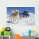Sled Dog Team Standing Wall Mural