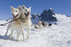 Sled Dog Team Standing Wall Mural