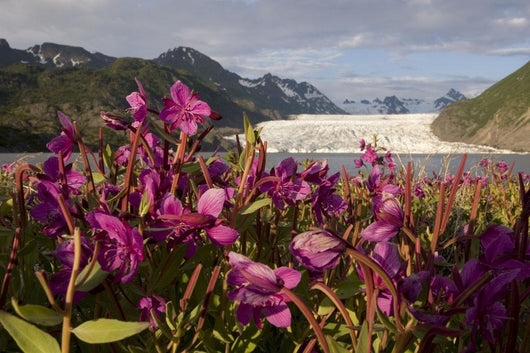 Dwarf Fireweed Growing Wall Mural