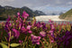 Dwarf Fireweed Growing Wall Mural