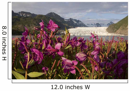 Dwarf Fireweed Growing Wall Mural