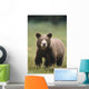Close Up Of A Brown Bear Standing In A Grassy Field Wall Mural