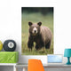 Close Up Of A Brown Bear Standing In A Grassy Field Wall Mural