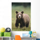 Close Up Of A Brown Bear Standing In A Grassy Field Wall Mural