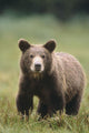 Close Up Of A Brown Bear Standing In A Grassy Field Wall Mural