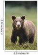 Close Up Of A Brown Bear Standing In A Grassy Field Wall Mural