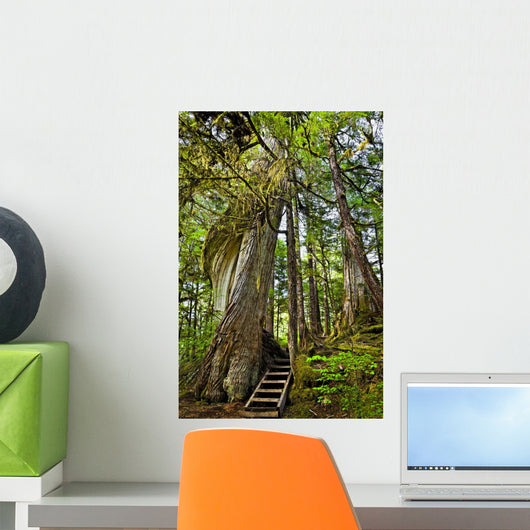 Steps Lead Past A Moss Draped Twisting Tree Wall Mural