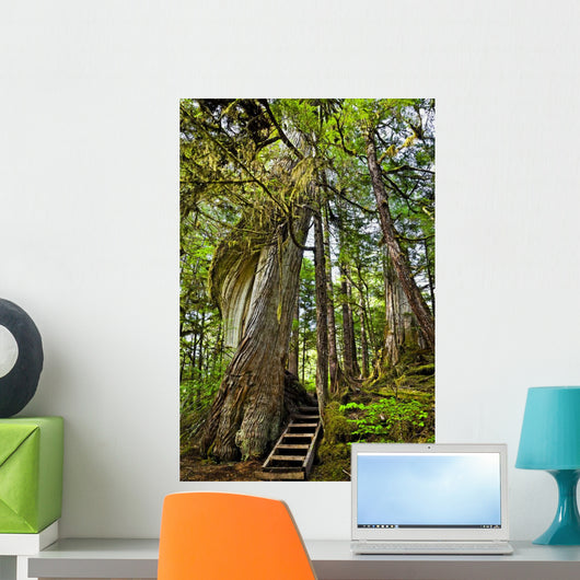 Steps Lead Past A Moss Draped Twisting Tree Wall Mural