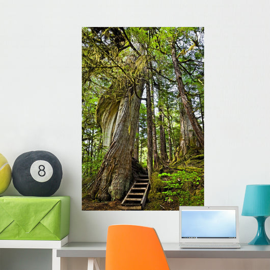 Steps Lead Past A Moss Draped Twisting Tree Wall Mural