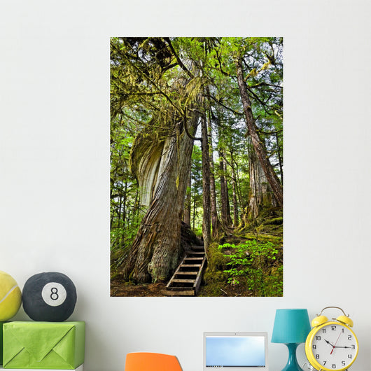 Steps Lead Past A Moss Draped Twisting Tree Wall Mural