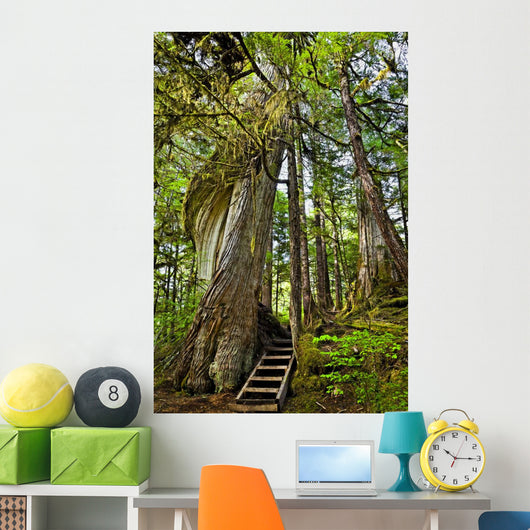 Steps Lead Past A Moss Draped Twisting Tree Wall Mural