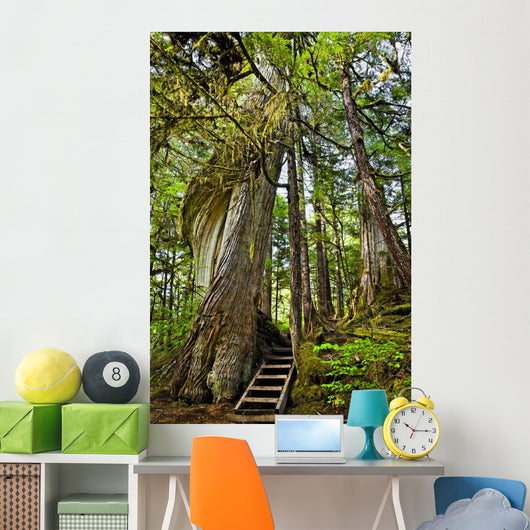 Steps Lead Past A Moss Draped Twisting Tree Wall Mural