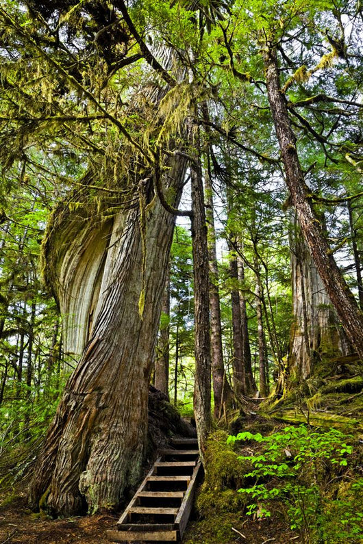 Steps Lead Past A Moss Draped Twisting Tree Wall Mural