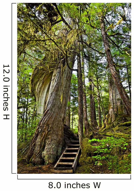 Steps Lead Past A Moss Draped Twisting Tree Wall Mural