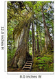 Steps Lead Past A Moss Draped Twisting Tree Wall Mural