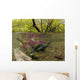 Underwater View Of Mature Sockeye Salmon On Spawning Grounds Wall Mural