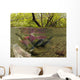 Underwater View Of Mature Sockeye Salmon On Spawning Grounds Wall Mural