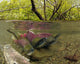 Underwater View Of Mature Sockeye Salmon On Spawning Grounds Wall Mural