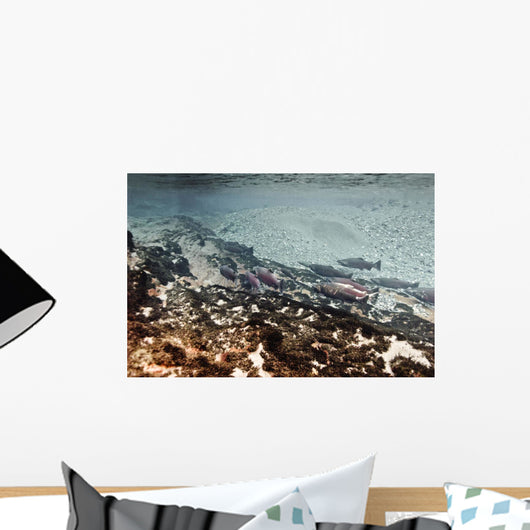 Dolly Varden Char With Coho Salmon Schooling Wall Mural
