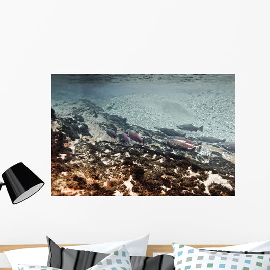 Dolly Varden Char With Coho Salmon Schooling Wall Mural