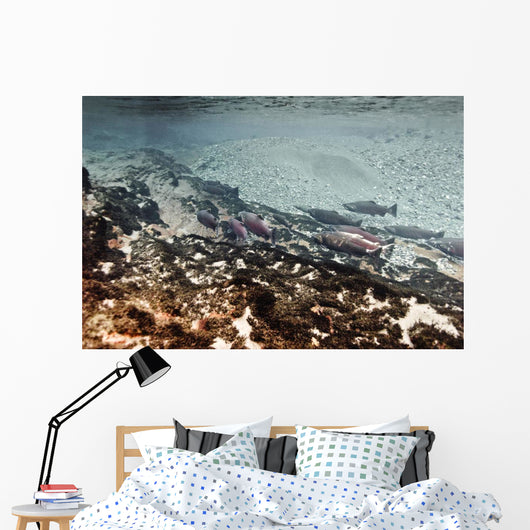 Dolly Varden Char With Coho Salmon Schooling Wall Mural