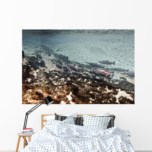 Dolly Varden Char With Coho Salmon Schooling Wall Mural