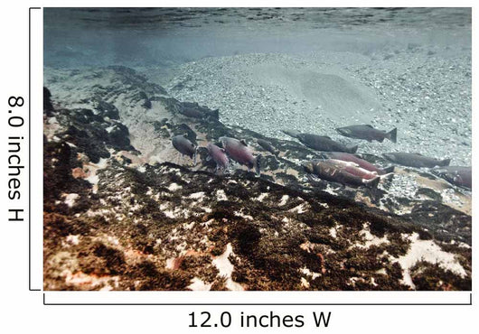 Dolly Varden Char With Coho Salmon Schooling Wall Mural