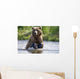 Grizzly Chasing Salmon In River During Summer Months In Alaska Wall Mural