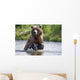 Grizzly Chasing Salmon In River During Summer Months In Alaska Wall Mural
