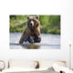 Grizzly Chasing Salmon In River During Summer Months In Alaska Wall Mural