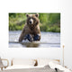 Grizzly Chasing Salmon In River During Summer Months In Alaska Wall Mural