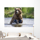 Grizzly Chasing Salmon In River During Summer Months In Alaska Wall Mural