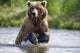 Grizzly Chasing Salmon In River During Summer Months In Alaska Wall Mural