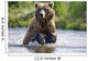 Grizzly Chasing Salmon In River During Summer Months In Alaska Wall Mural