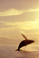 Humpback Whale Breaching In Inside Passage Se Ak Summer Backlit Wall Mural