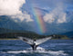 Humpback Whale Submerging Showing Fluke With Rainbow Wall Mural