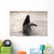 Humpback Whale Breaching With Coast Mountains Wall Mural